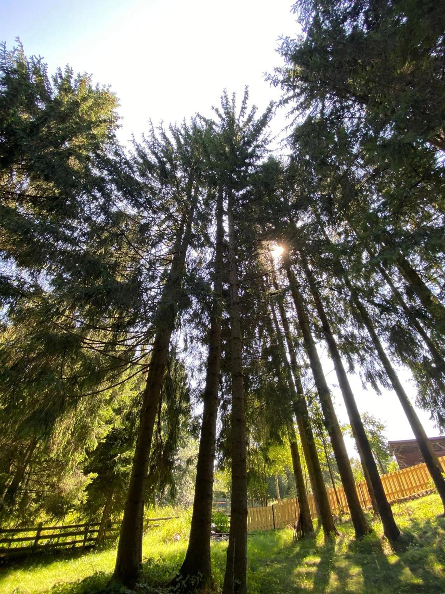 Vila Cetina Beliş Exteriör bild